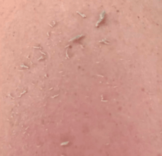 Wildpier™️ Everything Bundle - Wildpier Beauty