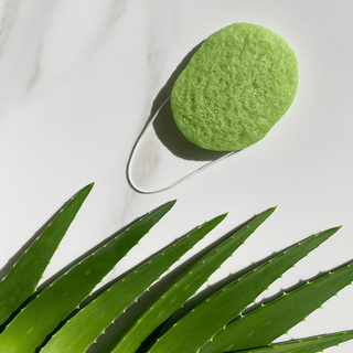 Green konjac sponge on a white background with aloe vera leaves.
