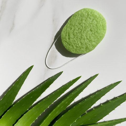 Green konjac sponge on a white background with aloe vera leaves.